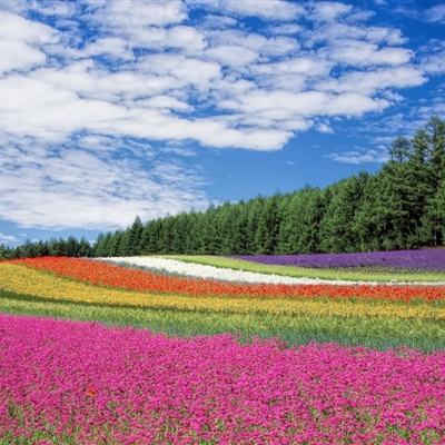 火狐平臺