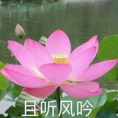 瘋狂小楊哥被立案，不止是“消失女主播”的瓜