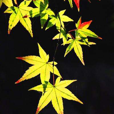 幸運(yùn)168飛艇官方開獎(jiǎng)官網(wǎng)